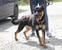 ALMA, Hund, Mischlingshund in Ungarn - Bild 7