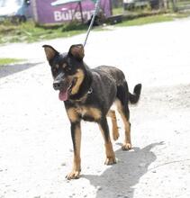 ALMA, Hund, Mischlingshund in Ungarn - Bild 8