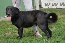 OTELLO, Hund, Mischlingshund in Ungarn - Bild 3