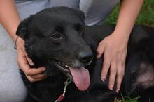 OTELLO, Hund, Mischlingshund in Ungarn - Bild 5