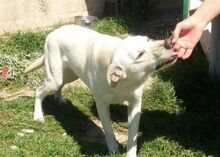 TOTO, Hund, Mischlingshund in Italien - Bild 10