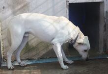 TOTO, Hund, Mischlingshund in Italien - Bild 14