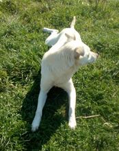 TOTO, Hund, Mischlingshund in Italien - Bild 15