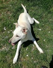 TOTO, Hund, Mischlingshund in Italien - Bild 19