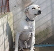TOTO, Hund, Mischlingshund in Italien - Bild 2
