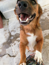 QUIJOTE, Hund, Mischlingshund in Spanien - Bild 1
