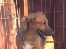 QUIJOTE, Hund, Mischlingshund in Spanien - Bild 10