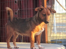 QUIJOTE, Hund, Mischlingshund in Spanien - Bild 13