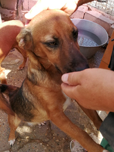 QUIJOTE, Hund, Mischlingshund in Spanien - Bild 15