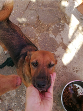 QUIJOTE, Hund, Mischlingshund in Spanien - Bild 4