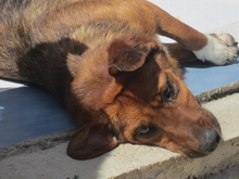 QUIJOTE, Hund, Mischlingshund in Spanien - Bild 5