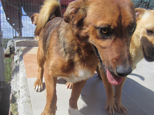 QUIJOTE, Hund, Mischlingshund in Spanien - Bild 6
