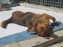QUIJOTE, Hund, Mischlingshund in Spanien - Bild 7
