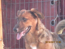 QUIJOTE, Hund, Mischlingshund in Spanien - Bild 9
