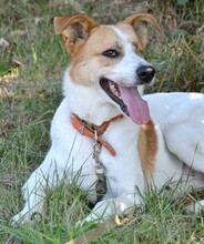 RIMLA, Hund, Mischlingshund in Russische Föderation - Bild 1