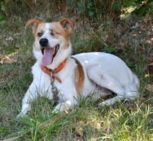 RIMLA, Hund, Mischlingshund in Russische Föderation - Bild 2