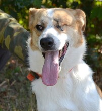 RIMLA, Hund, Mischlingshund in Russische Föderation - Bild 3