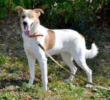 RIMLA, Hund, Mischlingshund in Russische Föderation - Bild 4