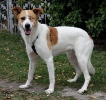 RIMLA, Hund, Mischlingshund in Russische Föderation - Bild 5