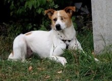 RIMLA, Hund, Mischlingshund in Russische Föderation - Bild 9