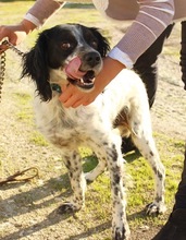 JOHNNY, Hund, Epagneul Breton in Bad Segeberg - Bild 2