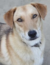LEO, Hund, Mischlingshund in Griechenland - Bild 1