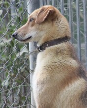 LEO, Hund, Mischlingshund in Griechenland - Bild 10