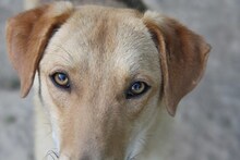 LEO, Hund, Mischlingshund in Griechenland - Bild 11