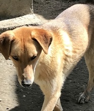 LEO, Hund, Mischlingshund in Griechenland - Bild 13