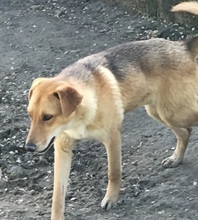 LEO, Hund, Mischlingshund in Griechenland - Bild 14