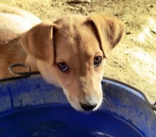LEO, Hund, Mischlingshund in Griechenland - Bild 16