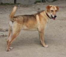 LEO, Hund, Mischlingshund in Griechenland - Bild 2