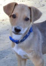 LEO, Hund, Mischlingshund in Griechenland - Bild 22