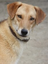 LEO, Hund, Mischlingshund in Griechenland - Bild 3