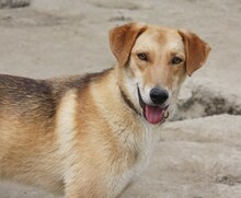 LEO, Hund, Mischlingshund in Griechenland - Bild 4