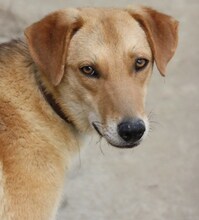 LEO, Hund, Mischlingshund in Griechenland - Bild 5