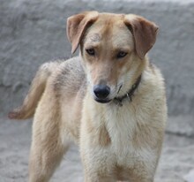 LEO, Hund, Mischlingshund in Griechenland - Bild 6