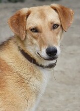 LEO, Hund, Mischlingshund in Griechenland - Bild 7