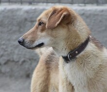 LEO, Hund, Mischlingshund in Griechenland - Bild 8