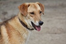 LEO, Hund, Mischlingshund in Griechenland - Bild 9