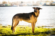 JACKSON, Hund, Deutscher Schäferhund-Mix in Floh-Seligenthal - Bild 2