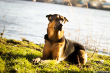 JACKSON, Hund, Deutscher Schäferhund-Mix in Floh-Seligenthal - Bild 5