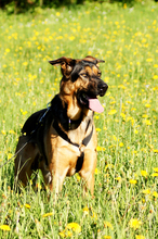 JACKSON, Hund, Deutscher Schäferhund-Mix in Floh-Seligenthal - Bild 8