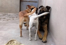 MOLON, Hund, Mischlingshund in Spanien - Bild 14