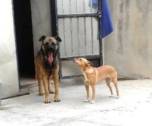 MOLON, Hund, Mischlingshund in Spanien - Bild 15