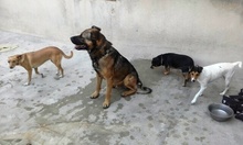 MOLON, Hund, Mischlingshund in Spanien - Bild 16