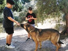 MOLON, Hund, Mischlingshund in Spanien - Bild 2