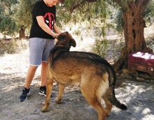 MOLON, Hund, Mischlingshund in Spanien - Bild 3