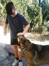 MOLON, Hund, Mischlingshund in Spanien - Bild 8