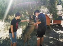 MOLON, Hund, Mischlingshund in Spanien - Bild 9